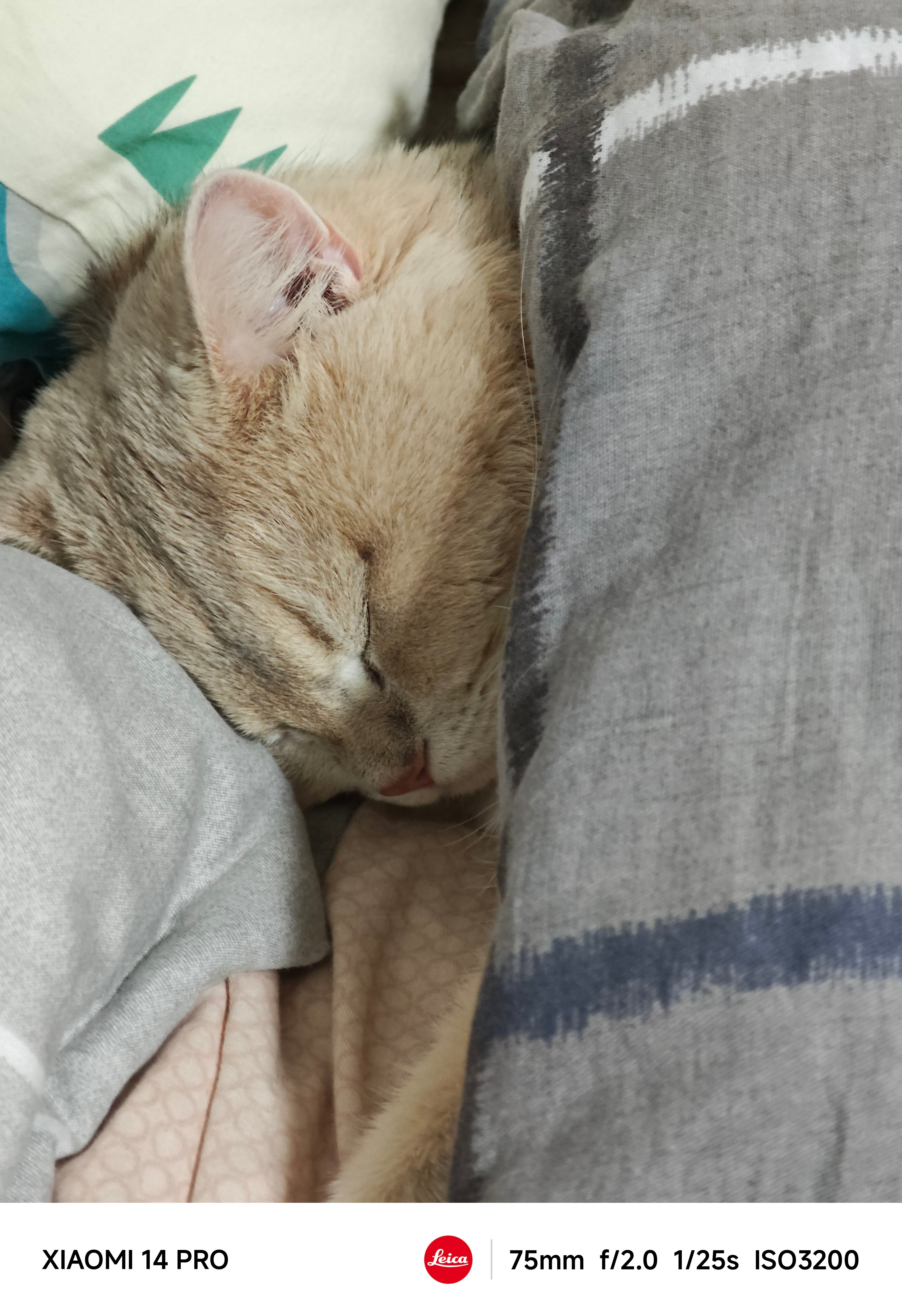 见过钻被窝盖被子的猫咪么？串串就是这样的[允悲] ​​​