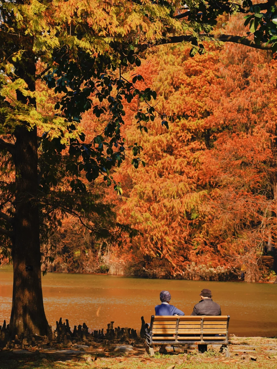 相信我❗️广州落羽杉真红了，再不去等一年❗️