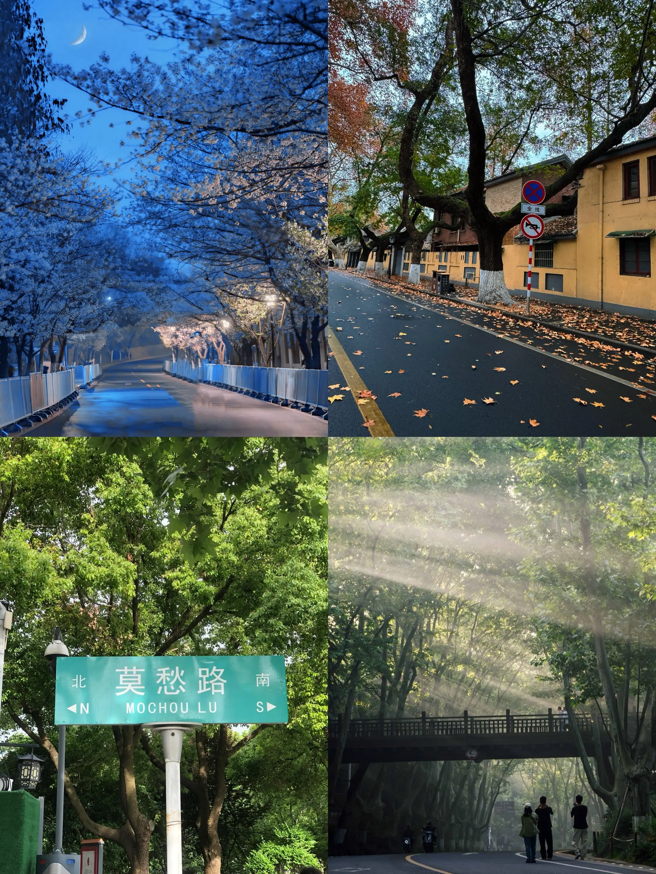 南京最浪漫的四条路.