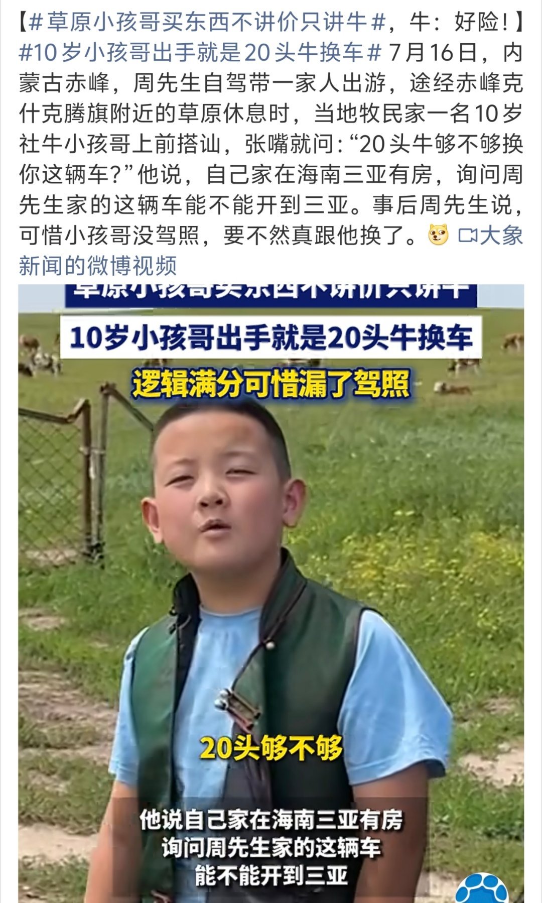 10岁小孩哥出手就是20头牛换车20头牛，换你的车没有弯弯绕绕，不用讨价还价，在