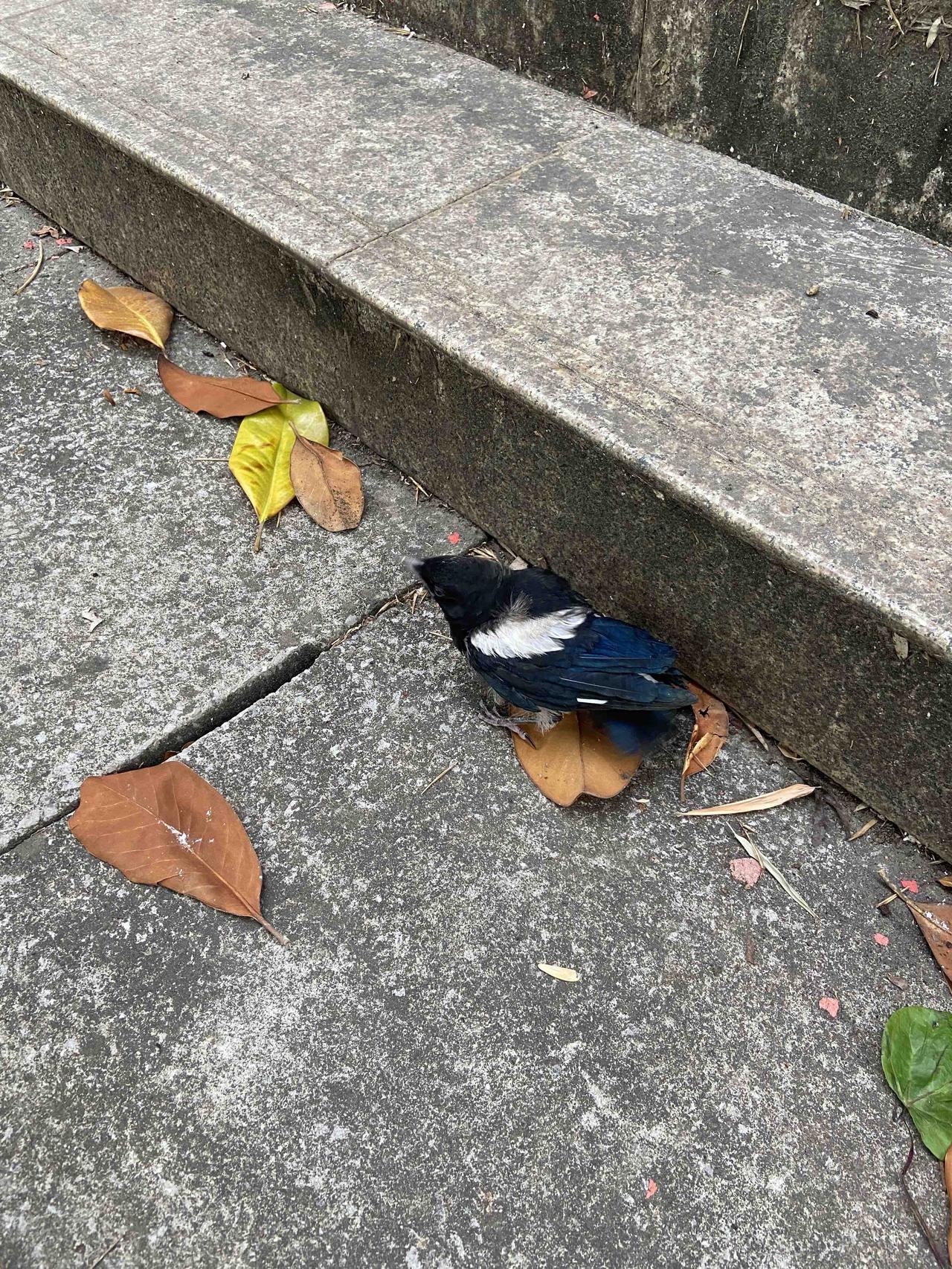 散步的时候看到喜鹊是个怎样的运气，还是一只小喜鹊，不会飞的。
这只喜鹊，翅膀和背