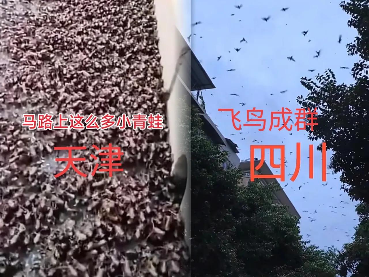 一.近几日怪事连连！
 1.四川：成群飞鸟。
 2.天津：路上满地青蛙。
 3.