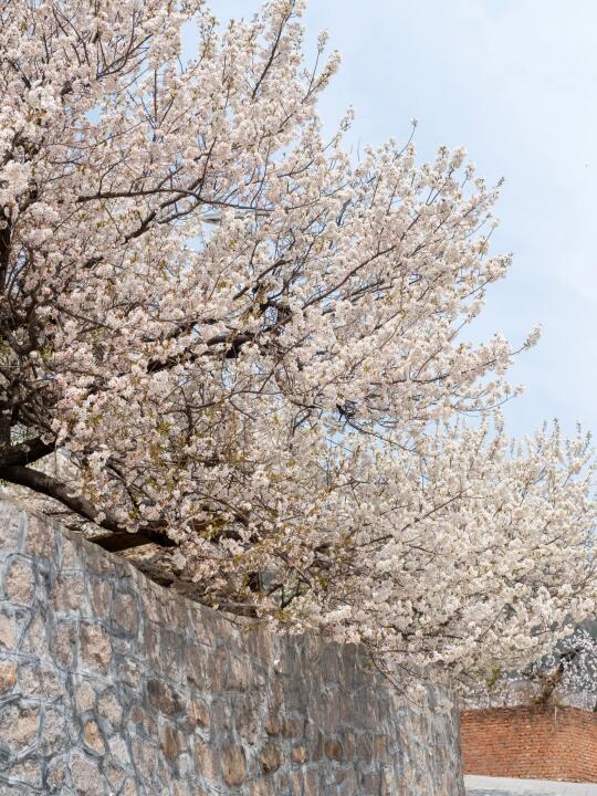 青岛崂山，村里的山间小路都开满了花花
