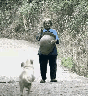 这个可爱又勤快的狗，看见奶奶托着一 个瓦坛子回来。他赶快帮奶奶干活，把坛子抢过来