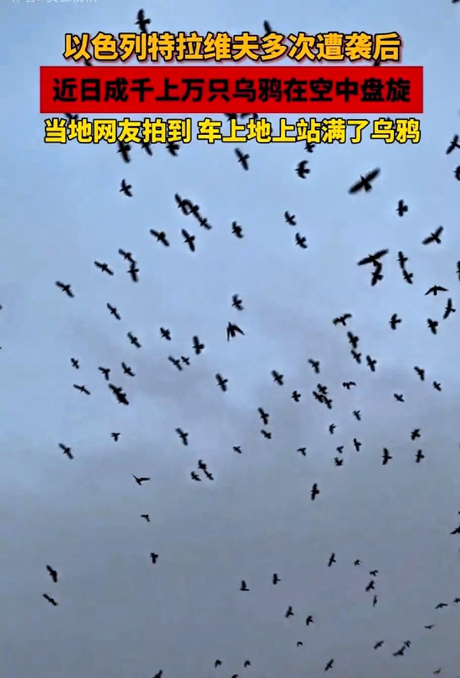 凶兆天降：特拉维夫遭“黑色死神”空袭

特拉维夫上空乌鸦蔽日，密密麻麻盘旋不去，