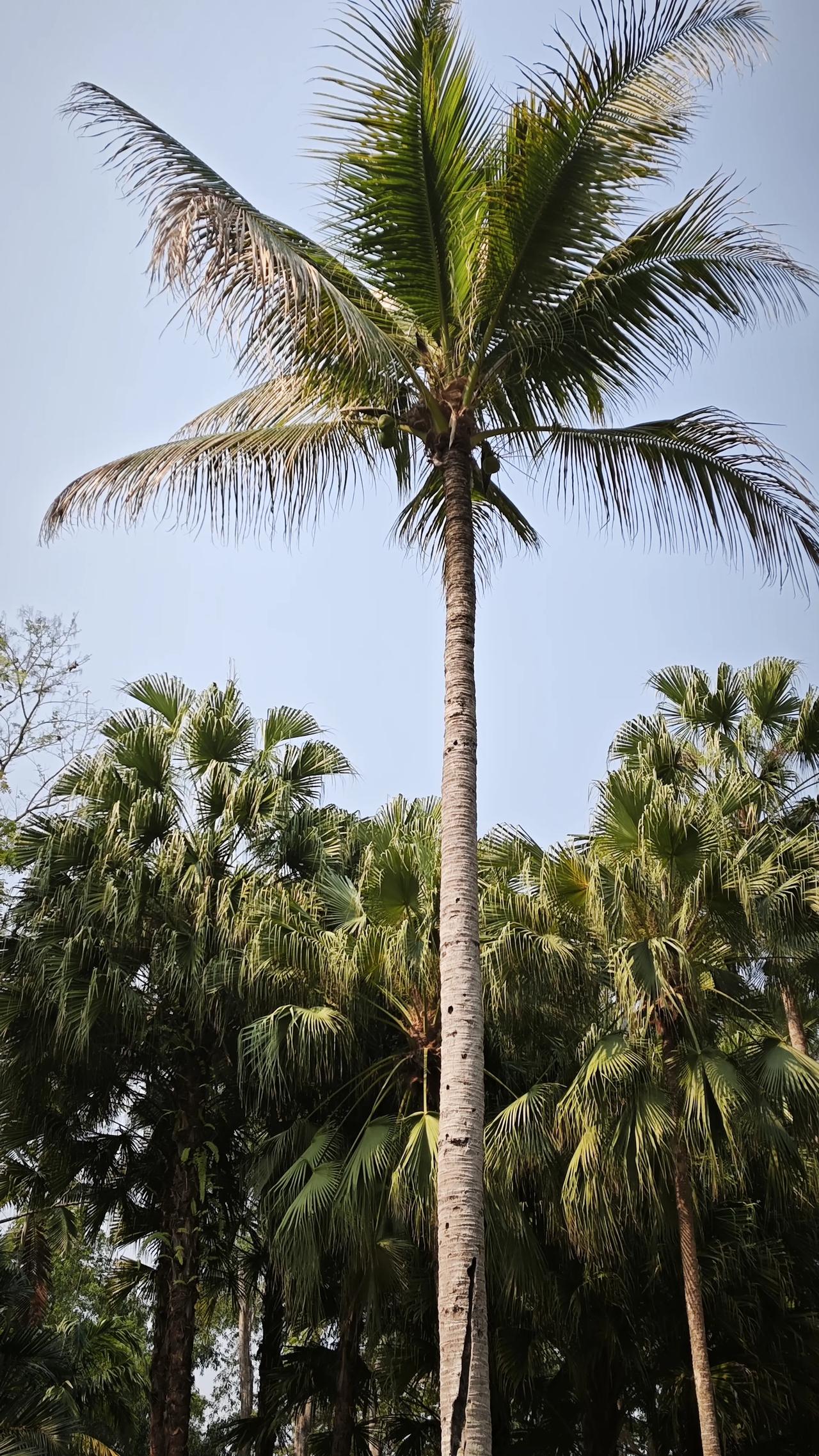 春日生活打卡季椰树直插云霄，把湛蓝的天空当成了最好的画布。阳光穿过叶隙，洒落一地