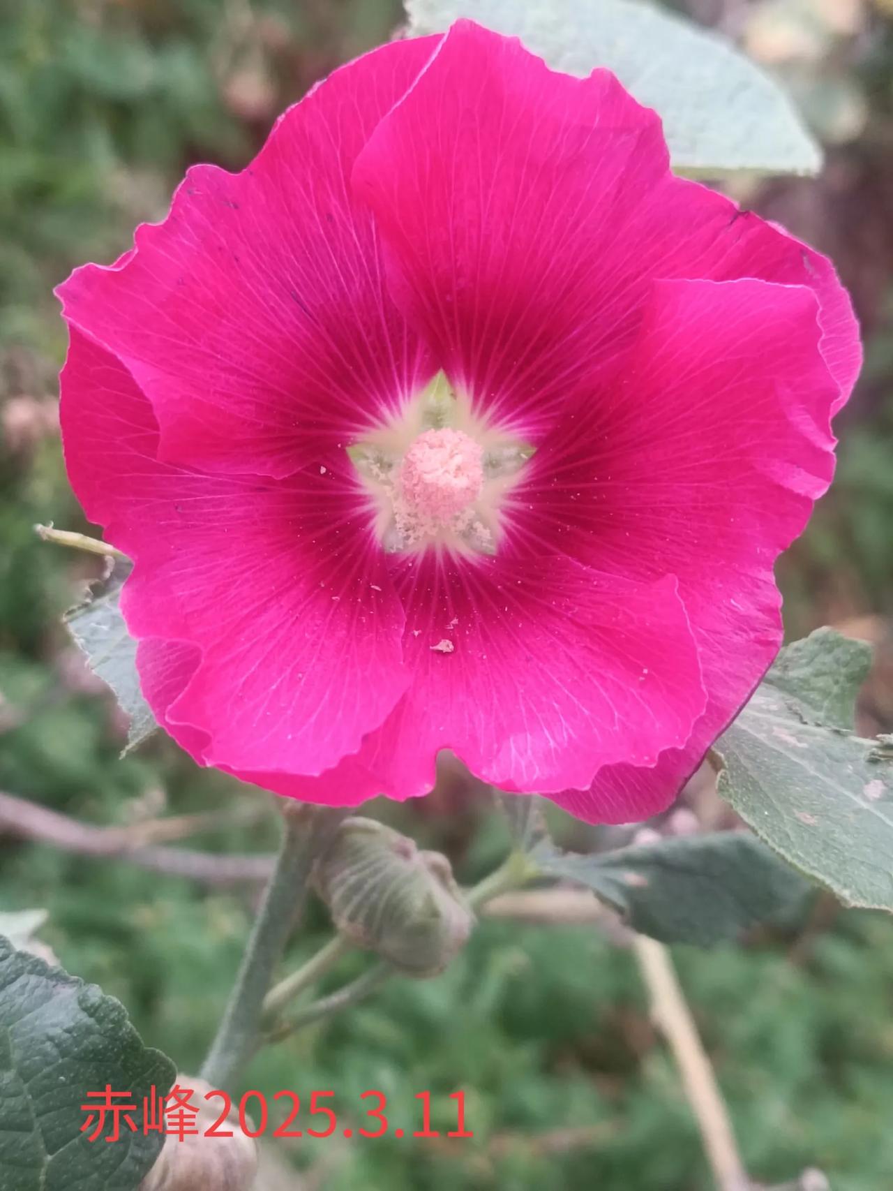 随手拍的花分享随手一拍，路边鲜花。