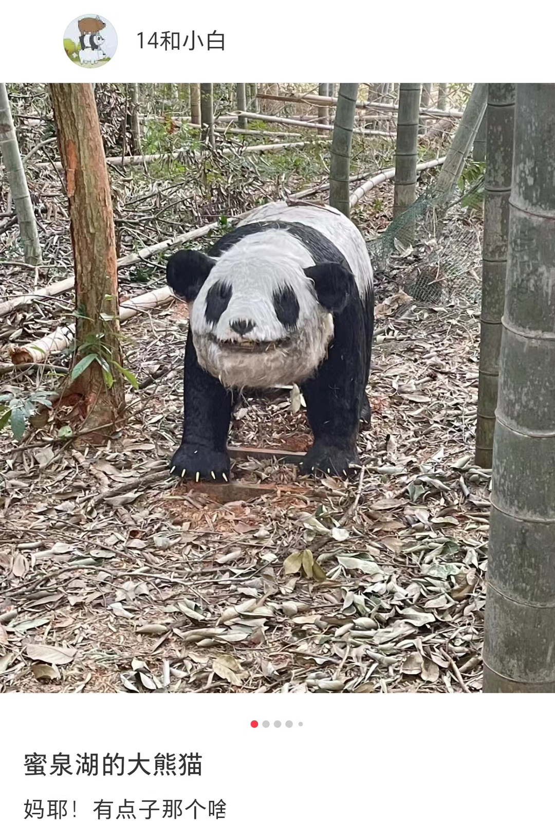 大熊猫界有自己的恐怖谷 ​​​