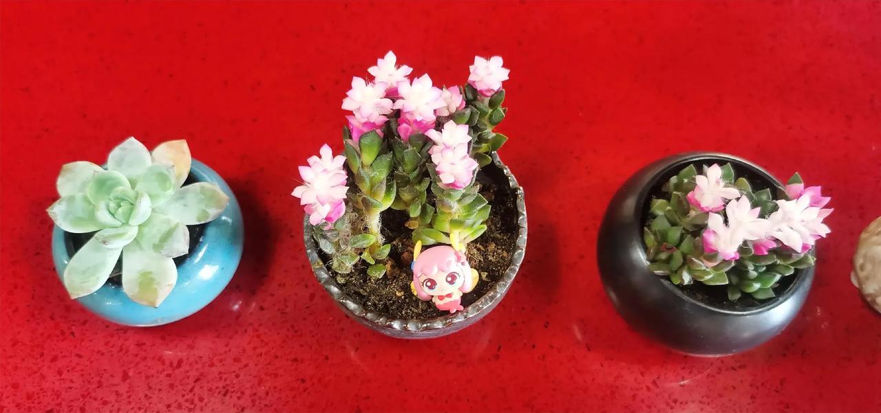 分享一张随手拍的花