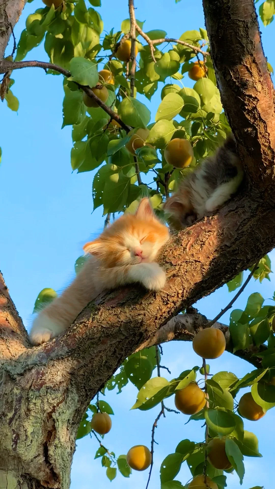 我的时间参照物，是树上慢慢长大的小猫崽
