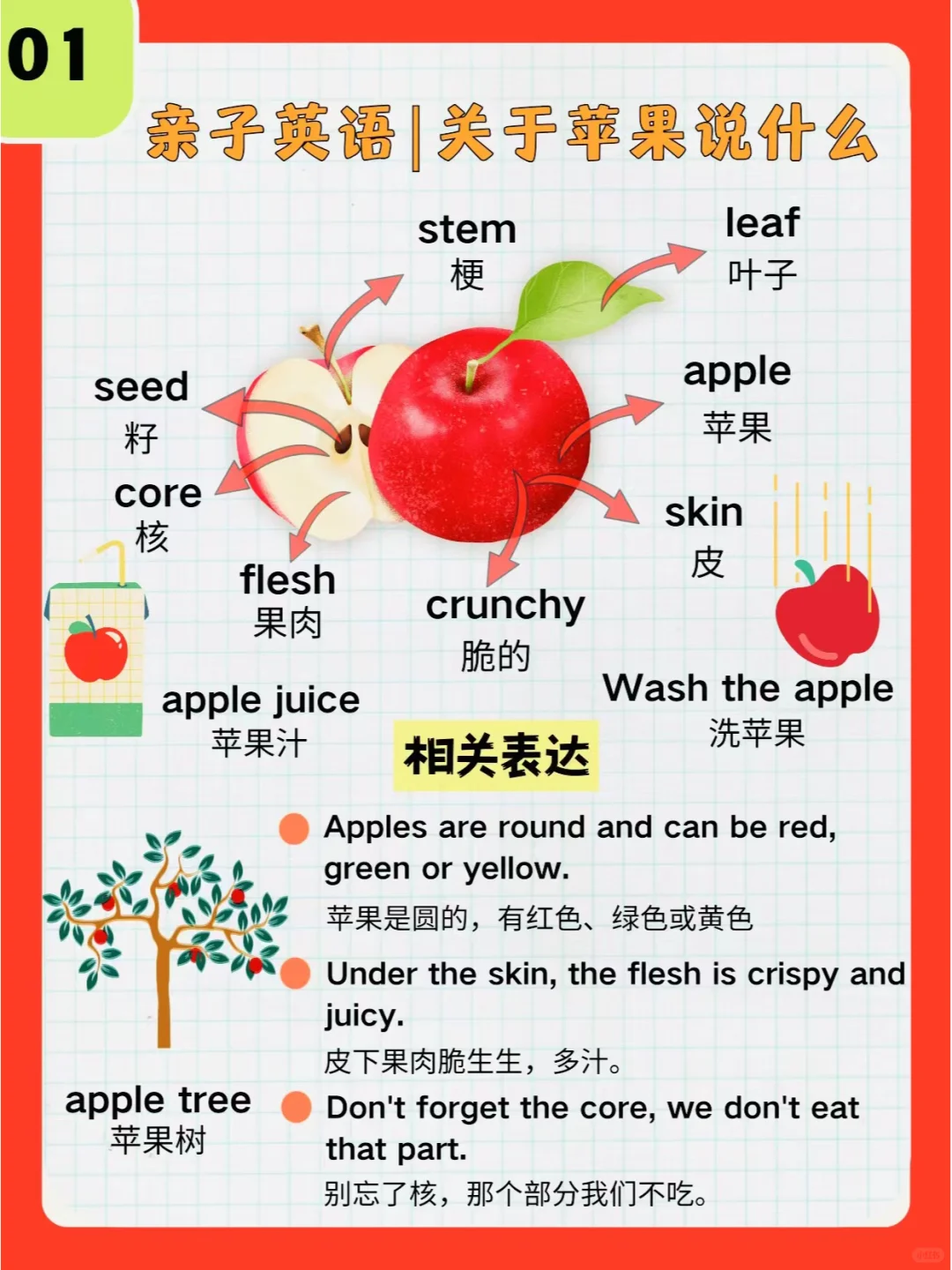 01|亲子英语篇|关于🍎说什么