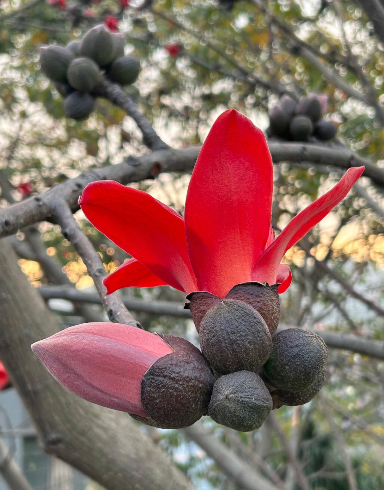 广州春游季丨木棉花开 艳如烈火
它是岭南大地的英雄花，
绽放在街头巷尾，
见证着