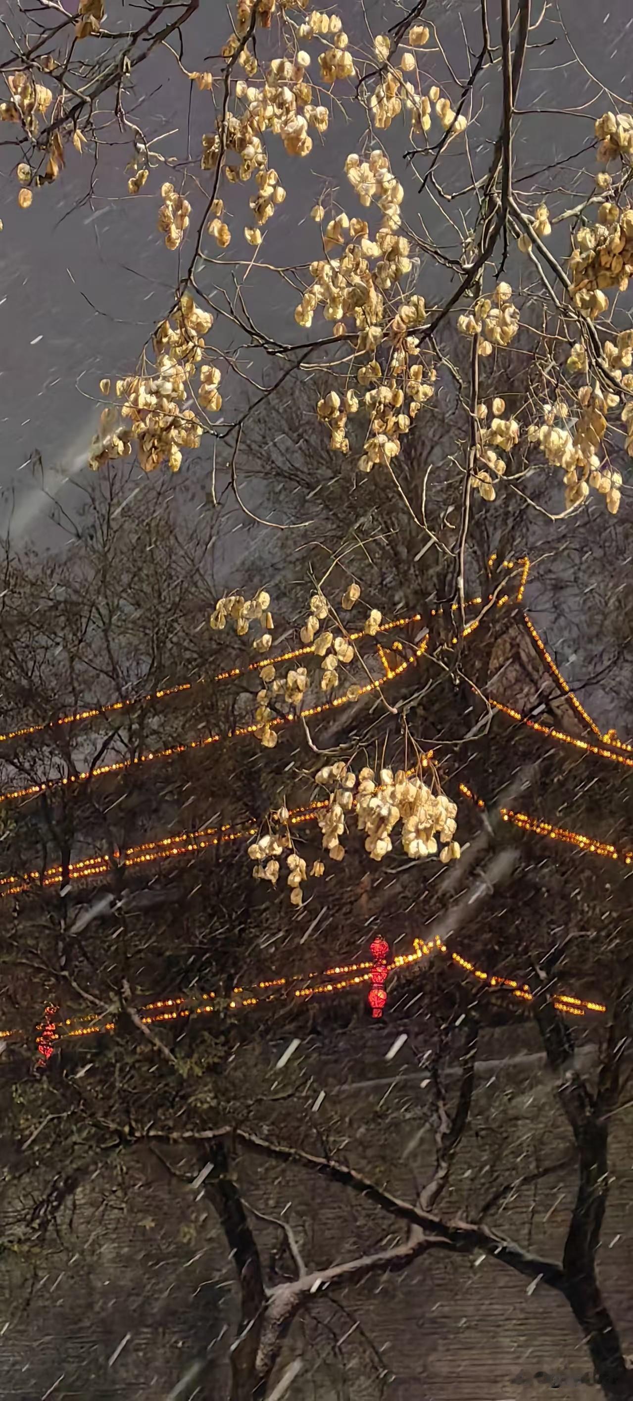 2026年第一天，新年快乐！祝家人、朋友、自己[福][福][福]