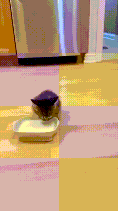 🐶救命！这只小狗的戏精程度，直接拉满天花板！
 
视频里的小奶猫也太乖了吧！围