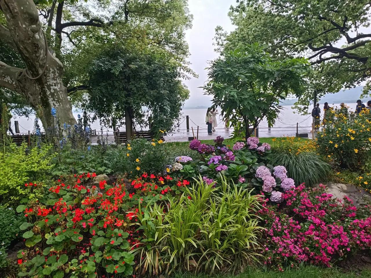 杭州的木绣球花开了，在杭州的朋友有眼福了，看过冬天的腊梅和春天的桃花和樱花，又迎