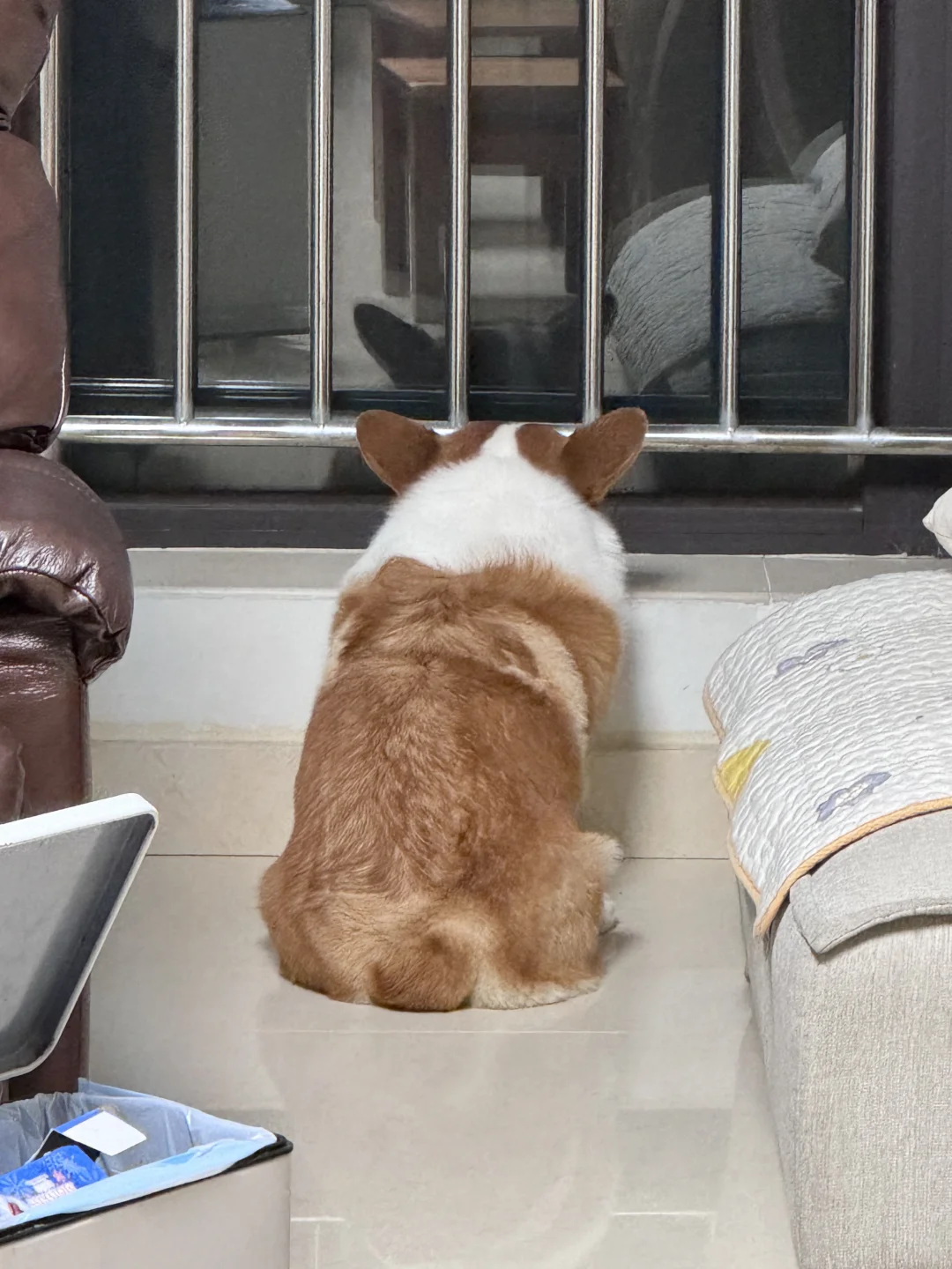 🍂emo的铁窗泪小狗🐕