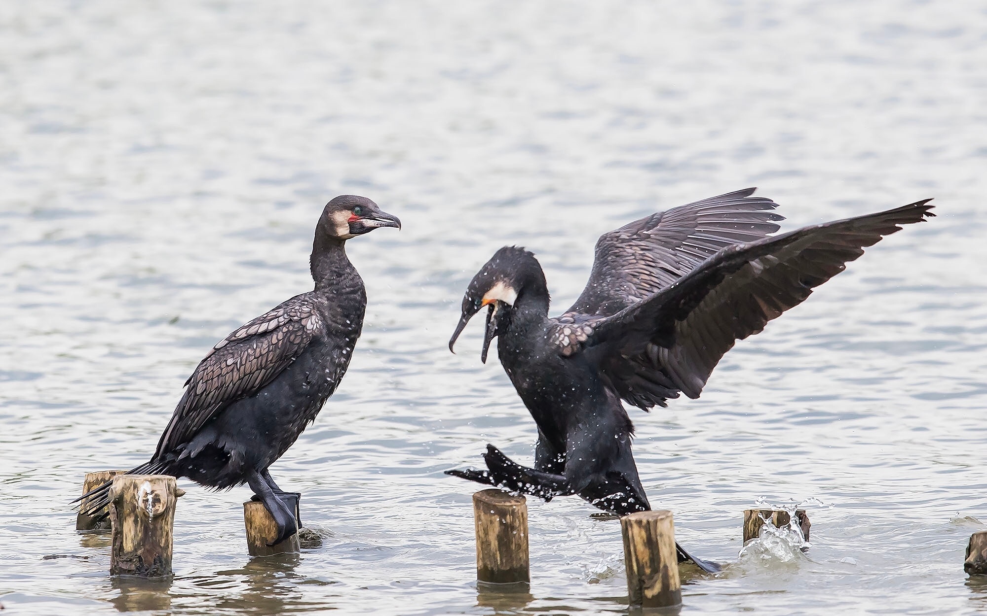 翻到一组老照片，突然想起那天在湖边撞见的这俩小家伙——普通鸬鹚！这鸟可太会捕鱼了