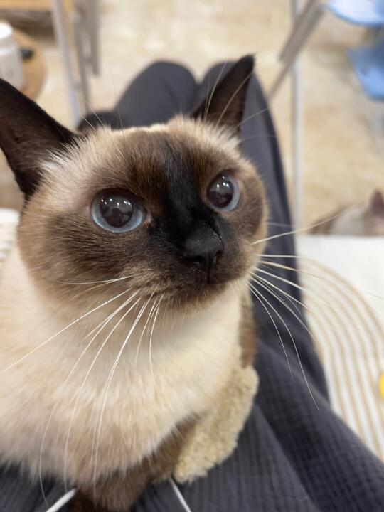 “可以不走吗？可以不离开小猫吗🥺”