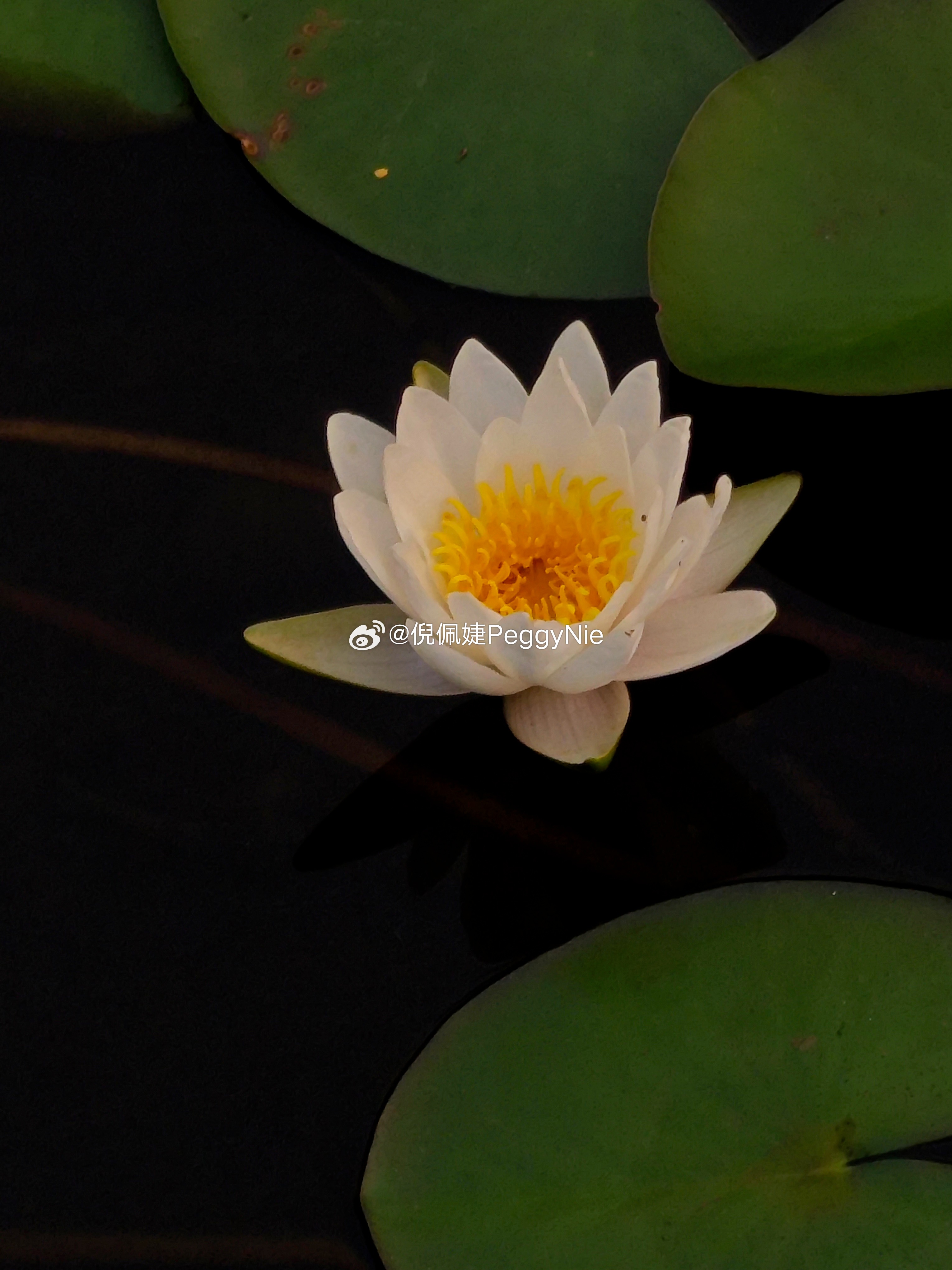 公园的莲花池好美啊水面铺满圆叶白睡莲次第舒展嫩黄花蕊静立清波两只猫咪在木桥上迎面