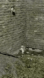 猫妈的举动感动哭了很多人，小猫咪不慎掉进坑洞，猫妈明知有风险，仍冒险奋不顾身跳下