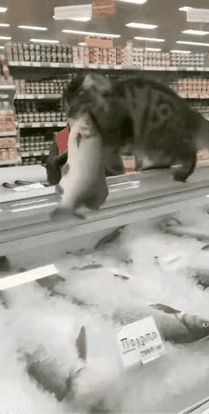 一只猫咪偷偷遛进超市，趁营业员一个不注意，以迅雷不及掩耳之势的速度叼起冷冻区域的