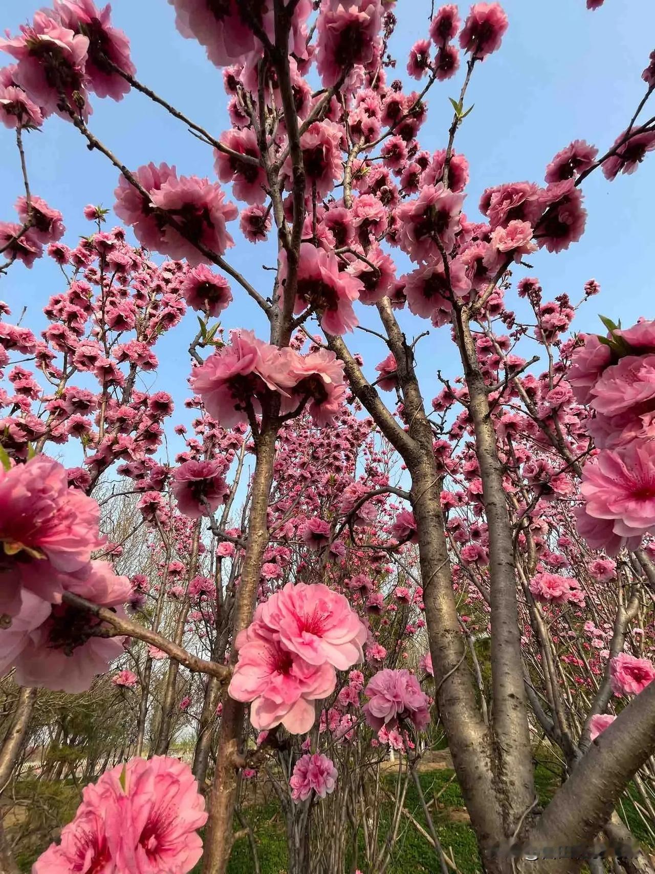 三月的风
是有魔法的
让各种花儿争相开放
枝条不停的伸长
叶片不断的扩张
捏一捏