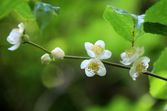 葛枣猕猴桃（葛枣子 Actinidia polygama）本草名木天蓼，日语マタ