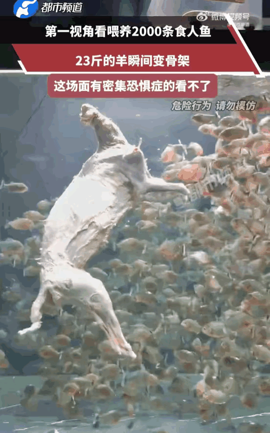 2000条食人鱼，23斤的羊扔进去，瞬间变成骨架！想都想不到，鱼，能够把羊瞬间啃