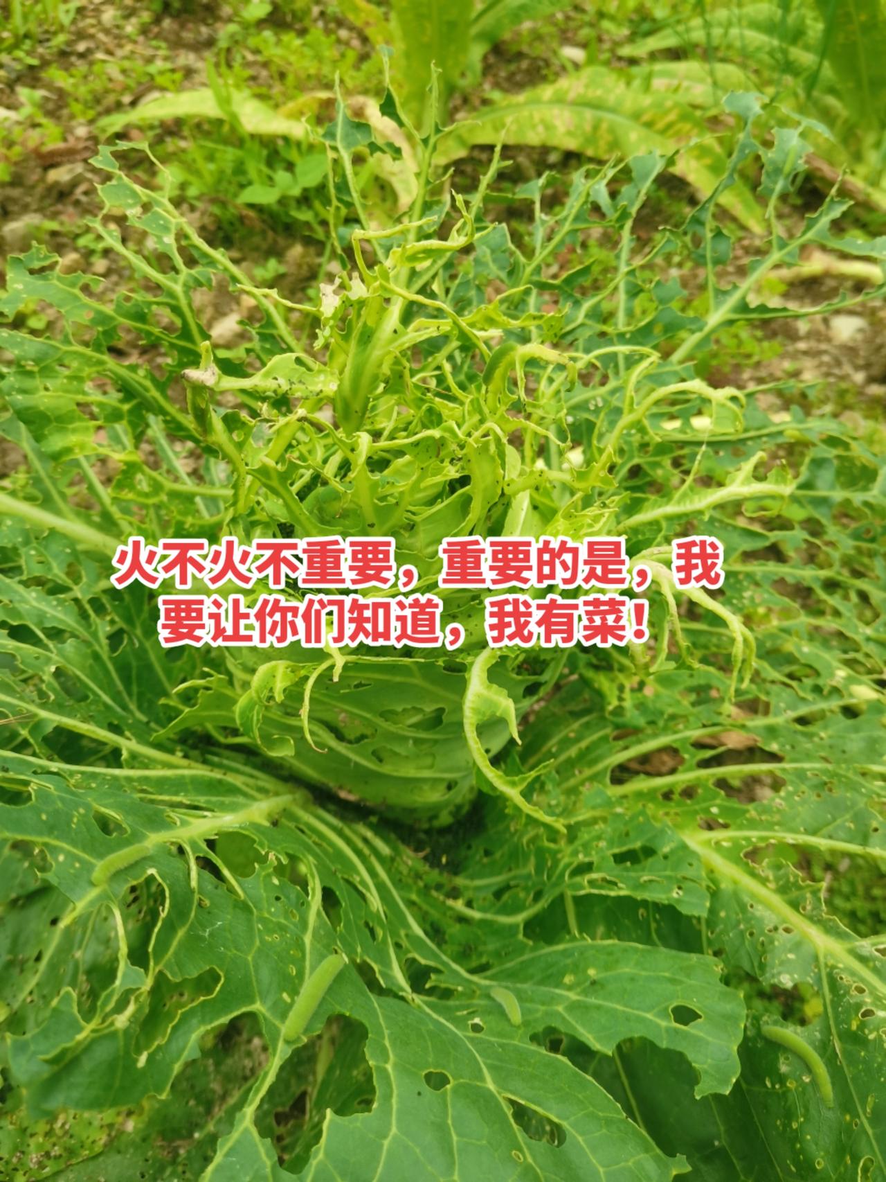 火不火不重要，重要的是，我要让你们知道，我有菜！种菜 我的乡村生活 回乡创业 农