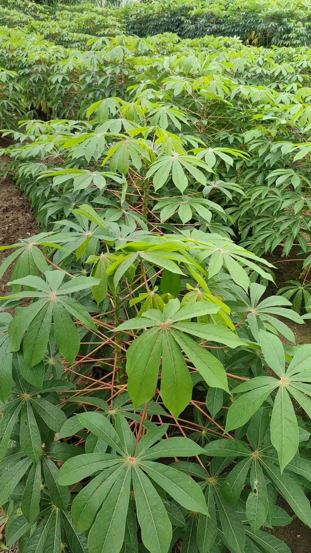 抖音玩法合伙人计划 情绪音乐玩法新风向 我的种植经验分享