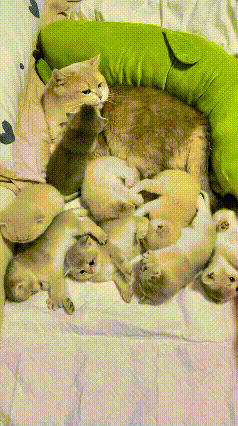 乖乖嘞，恁瞅瞅俺姨家这一窝小猫崽，真是把人稀罕坏了！母猫刚喂完奶，这群小崽子可就