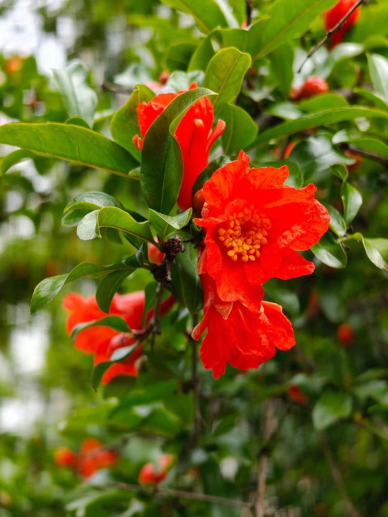 德阳市南公园是一个开放的公园。分布在德阳南部与旌湖融为一体。有花草，有树木，有草