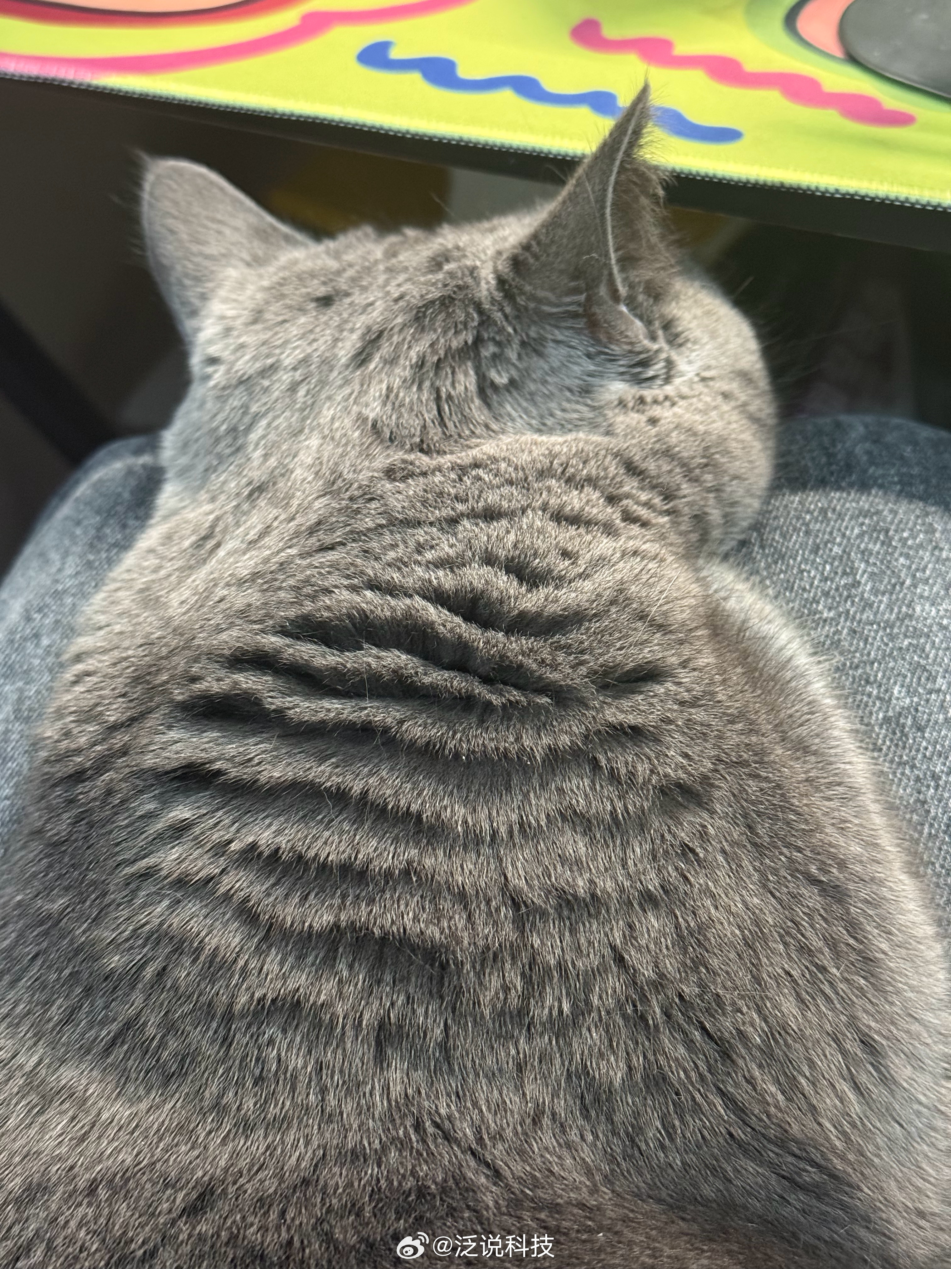 养猫人的幸福时刻在此刻具象但是又开始掉毛了 烦人哟～ 