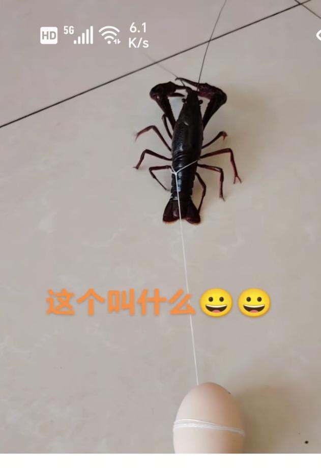 〔欣赏图片〕
图中画面真有趣；
一个大虾扯鸡蛋；
俗话说的瞎扯蛋；
就是怎么来的