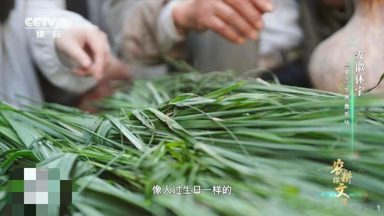 村民给鱼过55岁生日 55岁草鱼获庆生！休宁民俗为新生儿放养鱼苗。这条“鱼瑞”伴