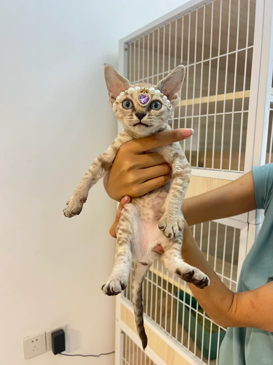 🇭🇰HK高質德文BB 家長好滿意～💛