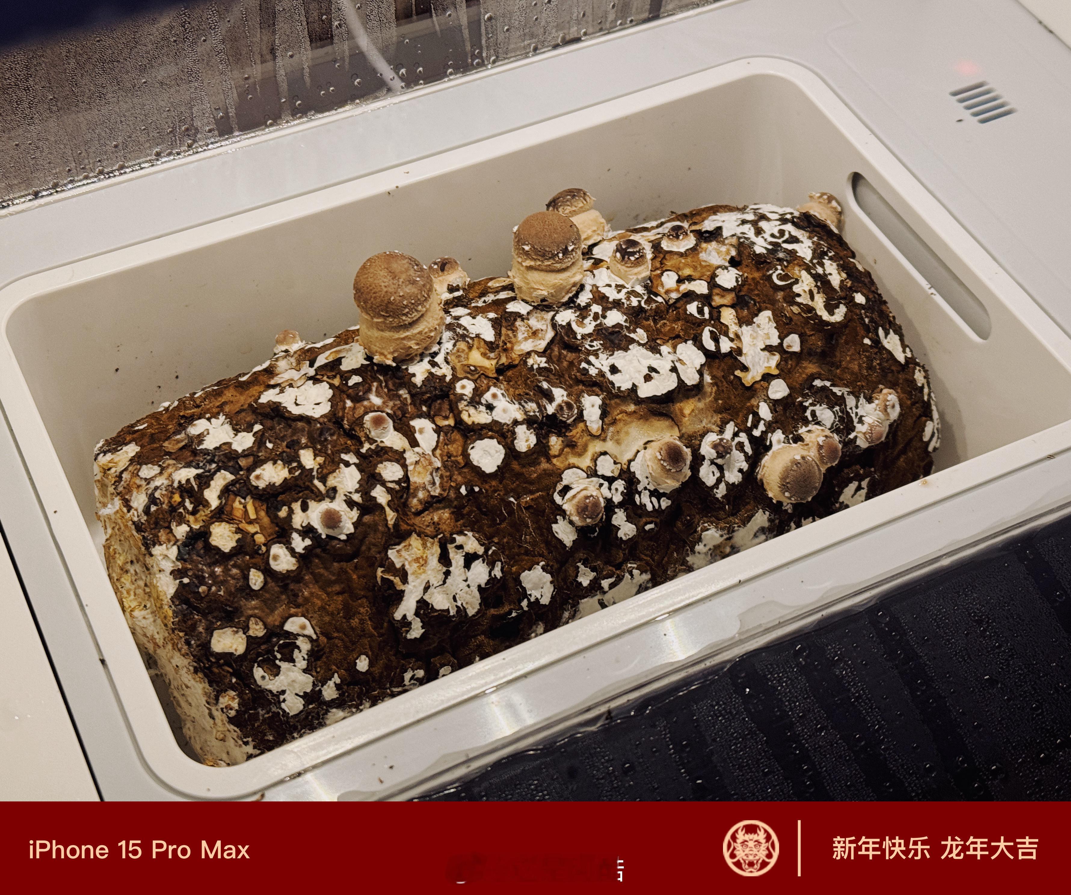 朋友们早[努力]看我几天前种的小香菇 稳了！！ ​​​