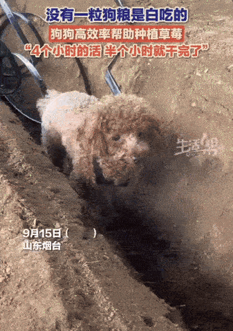 “人怎么可以这么聪明！”一位农场主准备种草莓，可以草莓沟太窄了，人走过去非常不方