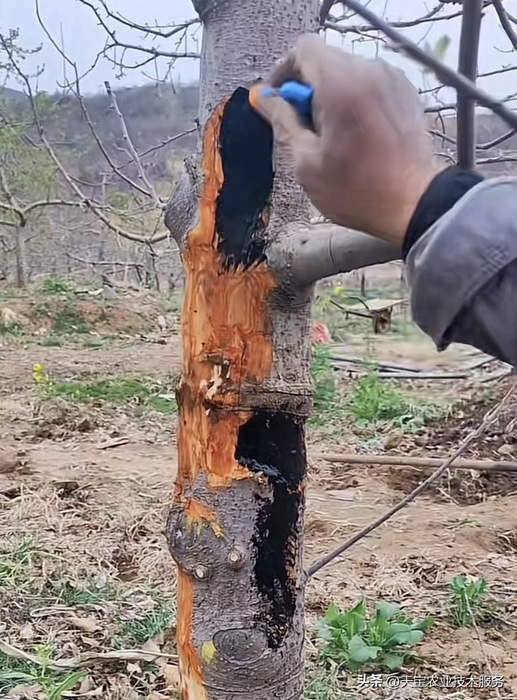 一、石硫合剂涂腐烂病：管用，但有明确局限

石硫合剂为强碱性矿物源农药，有效成分