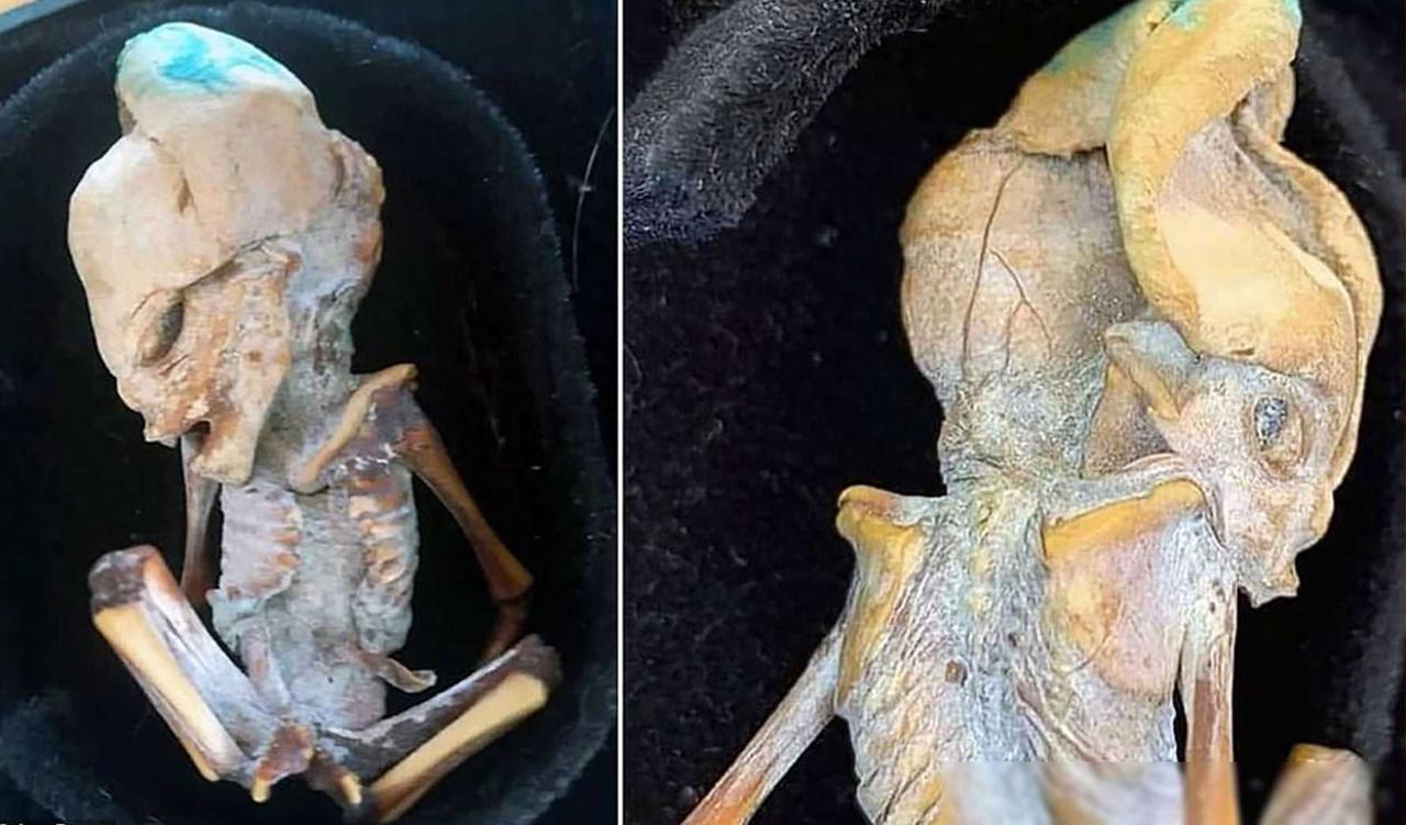 神秘木乃伊曝光：形似外星生物，研究者发现其具有哺乳动物特征
最近，一张神秘的木乃