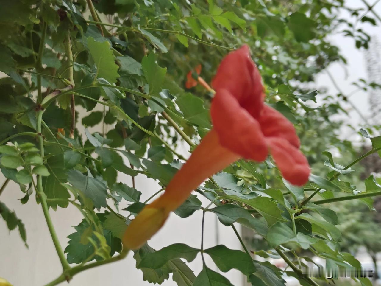 红花绿叶映高楼，清风拂面心欢畅。在陕西西安路边遇一条小红花，感觉盛开的蛮好的，但