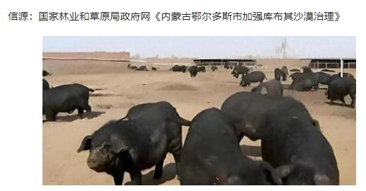 为啥中国人要在沙漠里放猪？你绝对想不到，10万头黑猪，直接解决了联合国都解决不了
