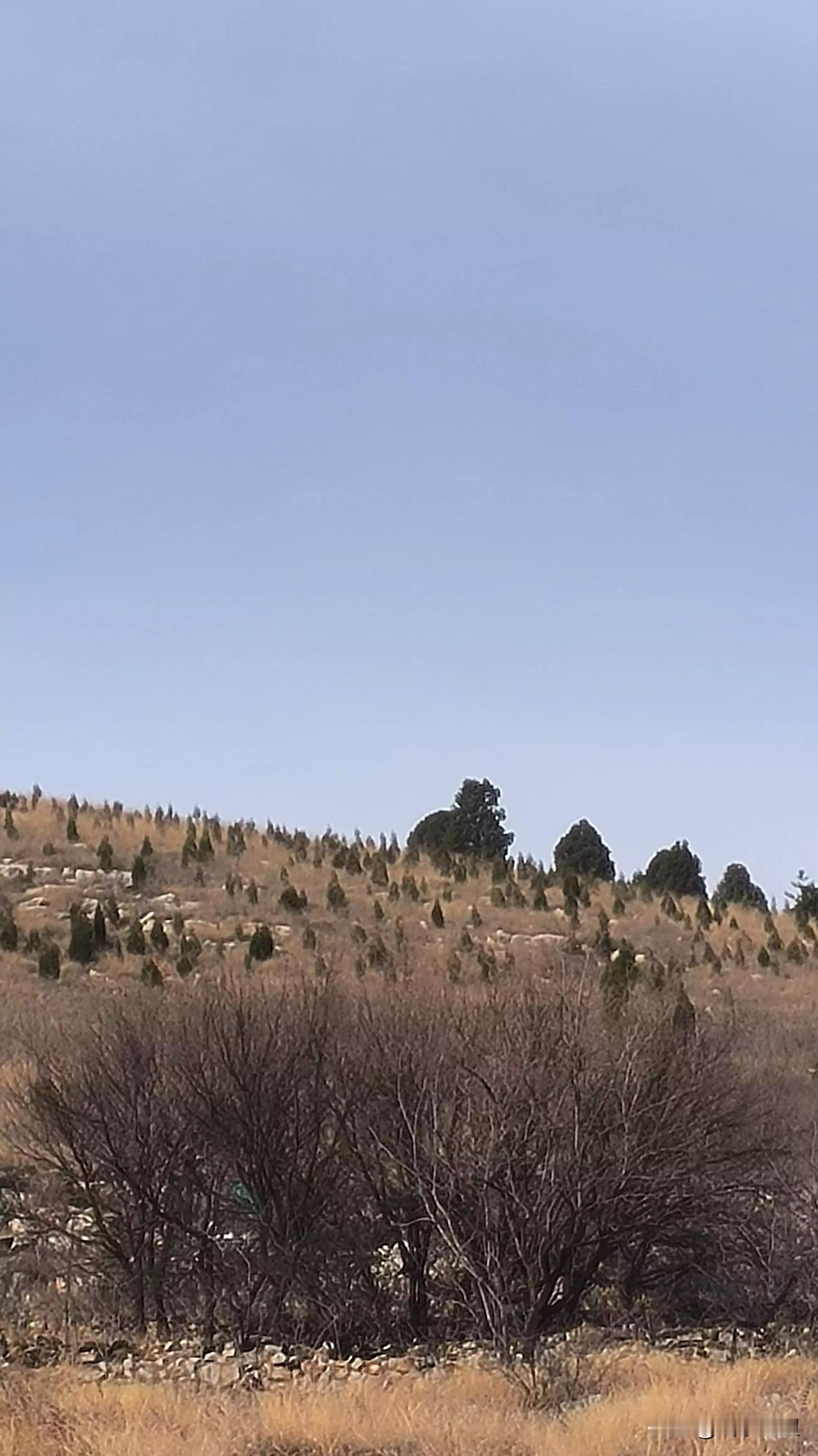 即便是冬天，我也喜欢去山上走一走，看看那些凋零的树木，心情也会变的平静下来，生活