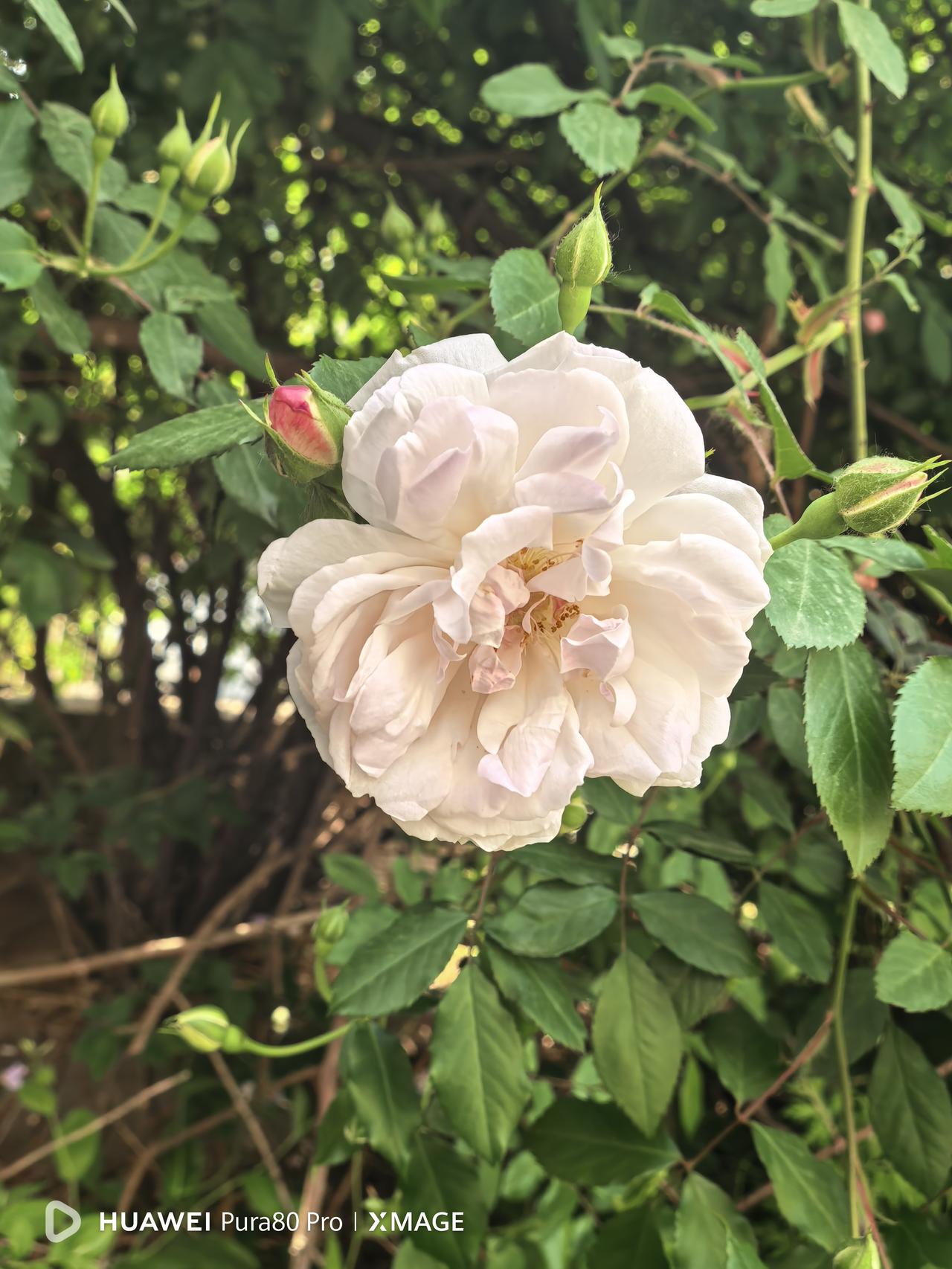 街头随拍.蔷薇初绽，将与牡丹芍药月季送春迎夏。