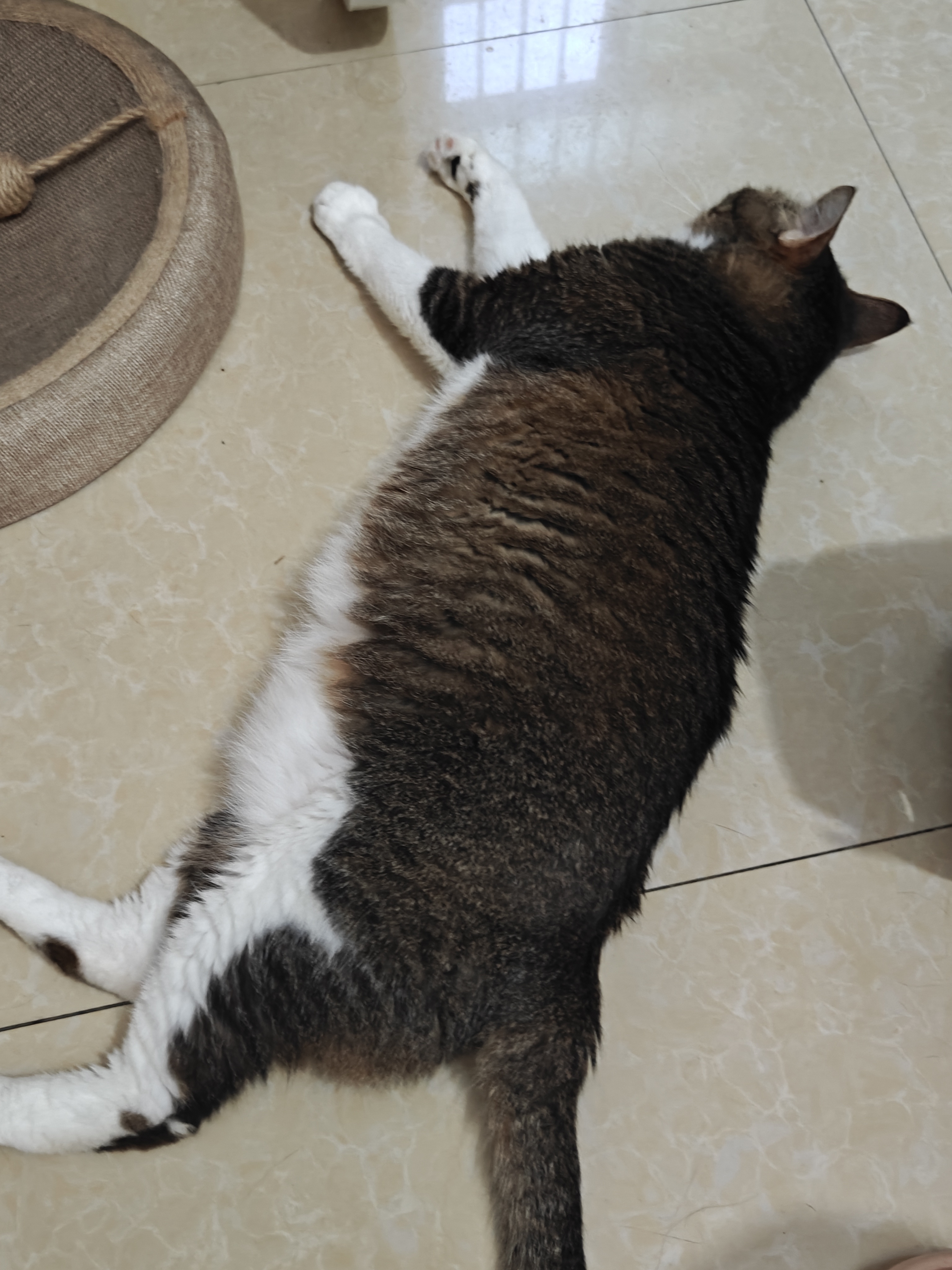 猫这几天老是睡在这地上，是不是因为天气热的原因呀？