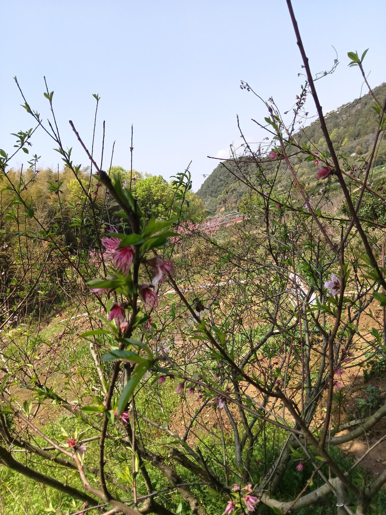 上市公司，股价跌破发行价，甚至跌破面值，长期不给股东分红，它们依然活着，这是对现