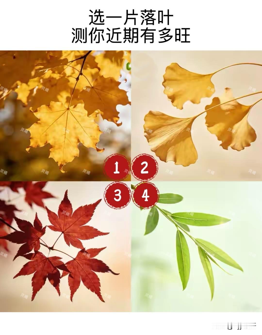 灵罐	灵曦	灵罐	灵