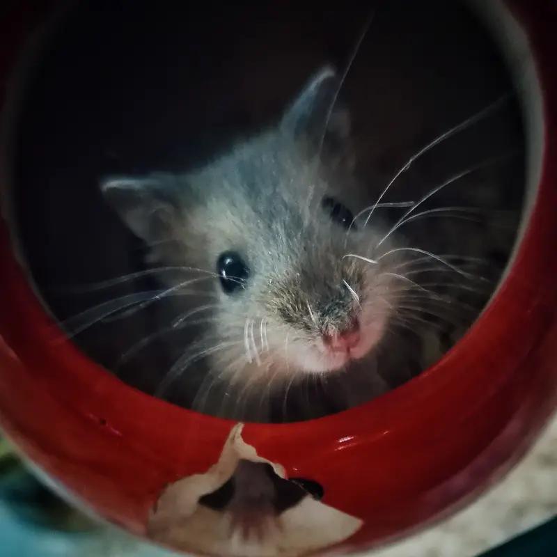 李斯年轻时，看到厕所里的老鼠又脏又怕人，粮仓里的老鼠却吃得又肥又安稳，一下就悟了