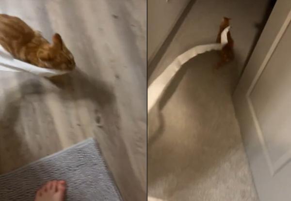 果然是小屁孩！国外一名网友「jax_attack26」分享家中橘猫的捣蛋行为，原