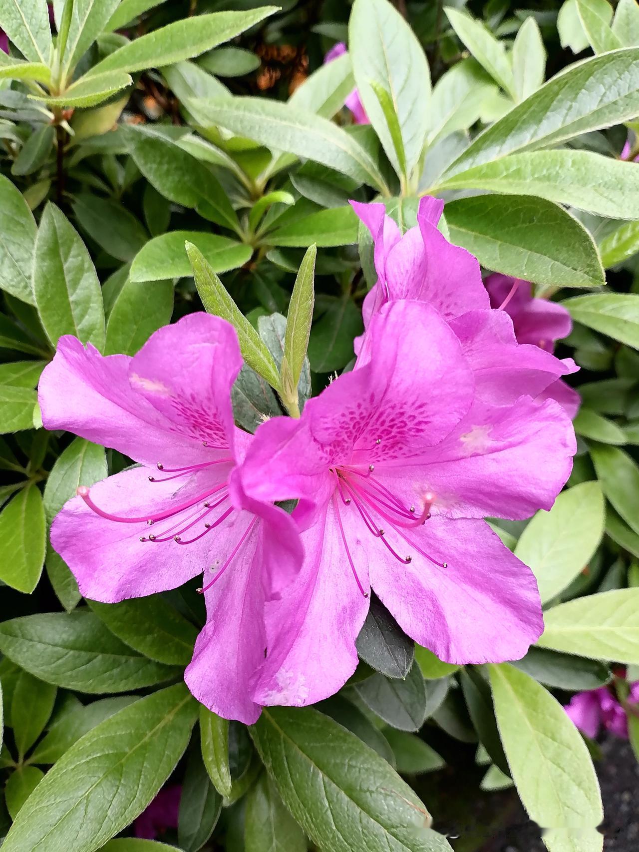 晒一晒你手机里的花卉照片